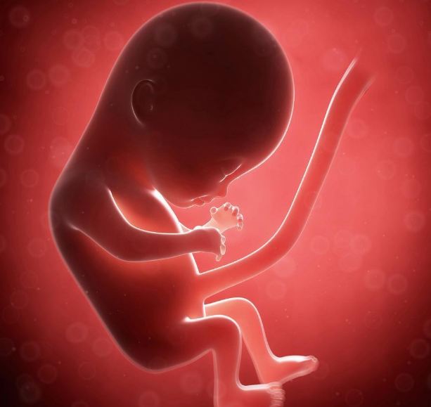 胚胎移植,胚胎移植时间