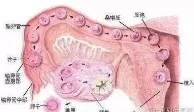 试管婴儿为什么要补充黄体酮？