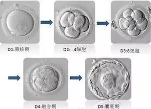 试管婴儿鲜胚、囊胚、冻胚移植那个成功率最高？