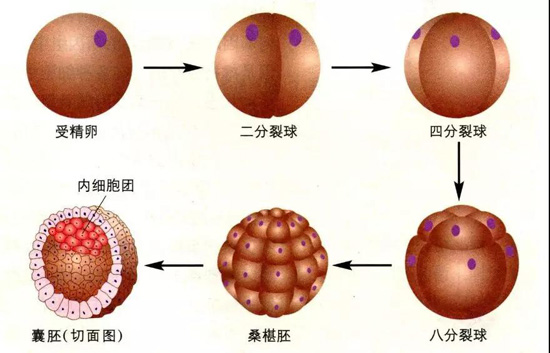 试管婴儿治疗,胚胎移植失败,胚胎移植