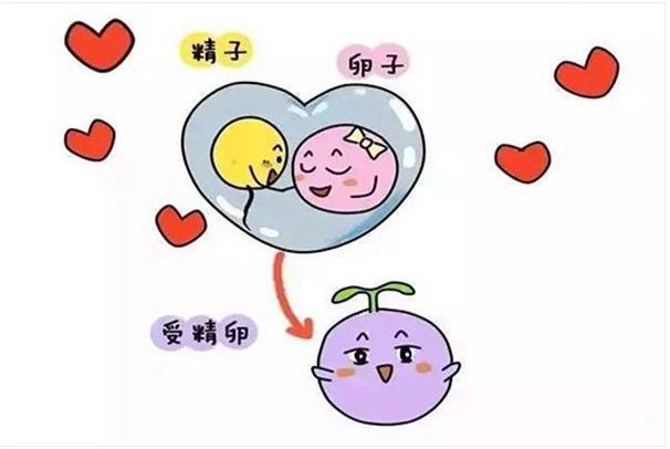 第三代试管婴儿,染色体