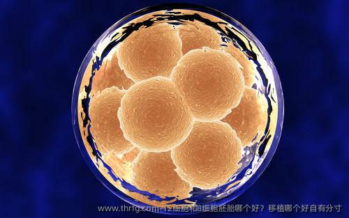 12细胞和8细胞胚胎哪个好?移植哪个好自有分寸