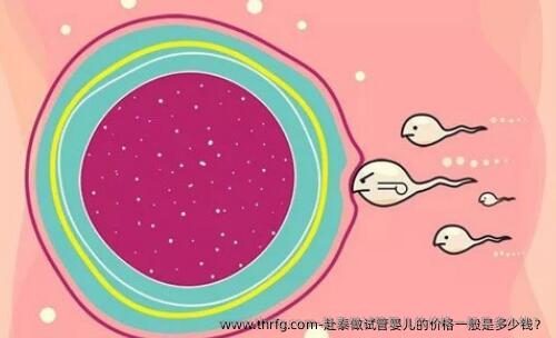 赴泰做试管婴儿的价格一般是多少钱？