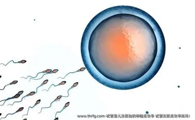 试管婴儿冻胚胎的移植成功率 试管冻胚成功率高吗！