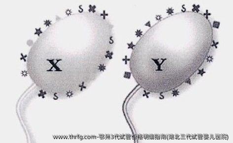 鄂州3代试管价格明细指南(湖北三代试管婴儿医院)
