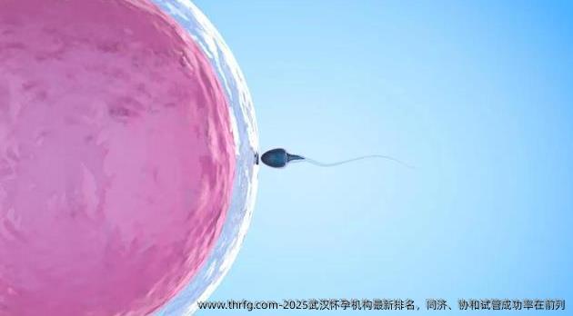 2025武汉怀孕机构最新排名，同济、协和试管成功率在前列