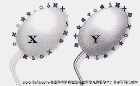 去哈萨克斯坦做三代试管婴儿需要多久？多少天可以成功
