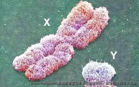 泰国试管婴儿手术费用全解析：高性价比的生育之旅