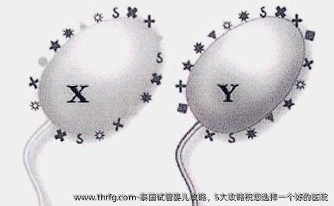泰国试管婴儿攻略，5大攻略祝您选择一个好的医院