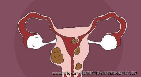 肠道菌群与男性生殖系统疾病的关系？