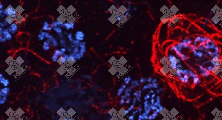 内分泌失调对试管婴儿成功率的影响有哪些？