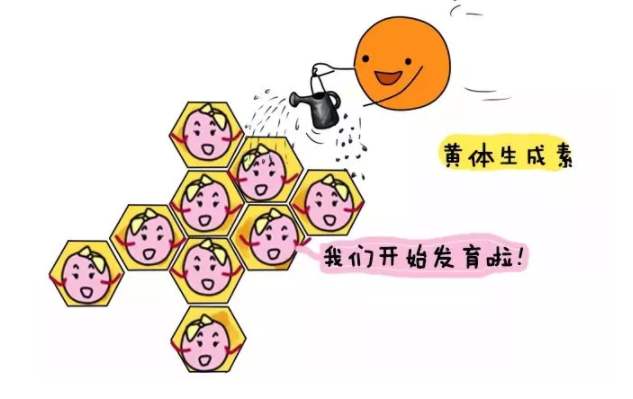 泰国试管婴儿取卵,试管婴儿成功率