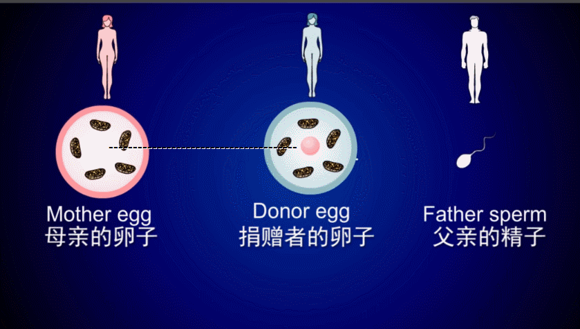 试管婴儿是指什么过程在体外进行(试管婴儿是在体内发育还是在体外发育)-第2张图片-鲸幼网