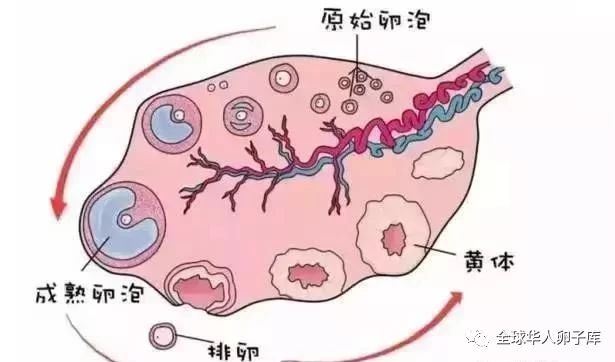 做柬埔寨三代试管婴儿卵泡发育不好怎么办？
