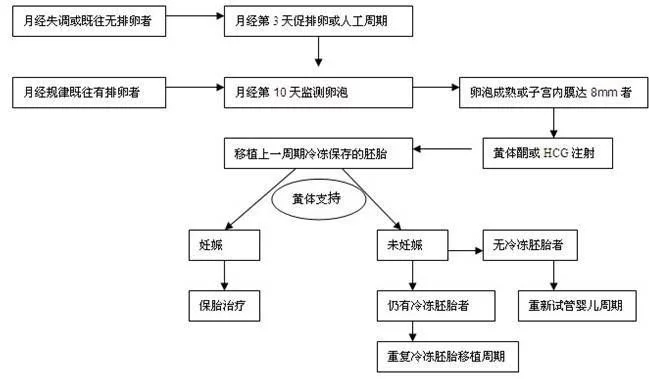 试管婴儿冷冻胚胎移植的流程是怎样的?