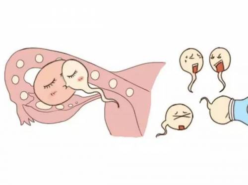 精子卵子互斥,不孕做试管婴儿