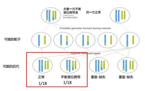 Micro - SeqTM平衡易位携带者PGD检测