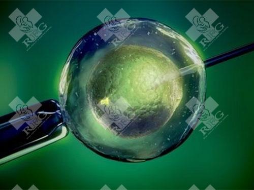 试管婴儿卵泡取出后注意事项