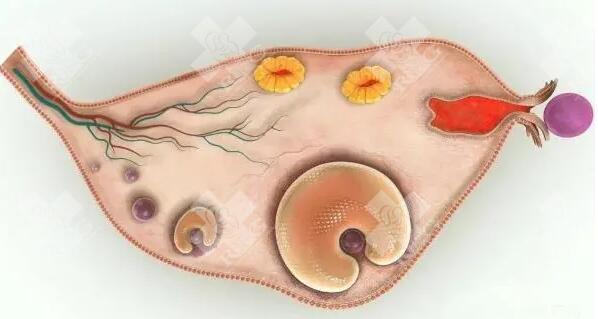 如何提高卵泡质量?怎么吃有帮助？