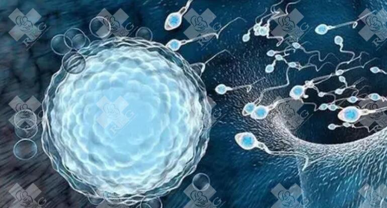 促排为什么要卵泡取出,有哪些好处?