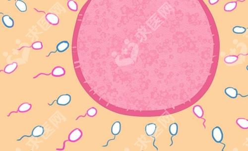 精子畸形症做试管婴儿技术怎么样?