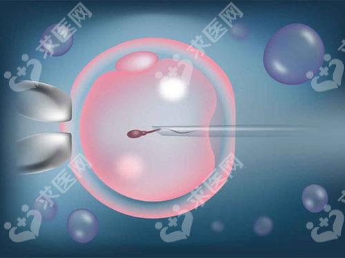 试管婴儿移植囊胚和冻胚有什么区别?来看看哪种技术较便宜