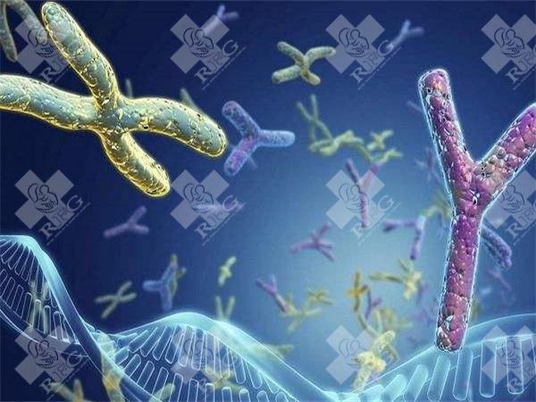 上海三代试管婴儿医院哪几家成功率较高?附说明!