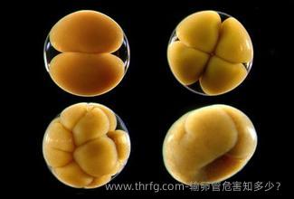 输卵管危害知多少？