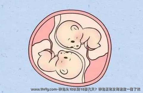 卵泡从10长到18要几天？卵泡正常发育速度一目了然