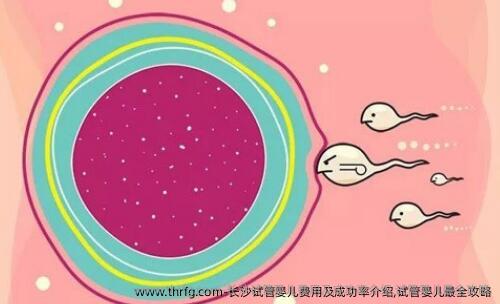 长沙试管婴儿费用及成功率介绍,试管婴儿最全攻略