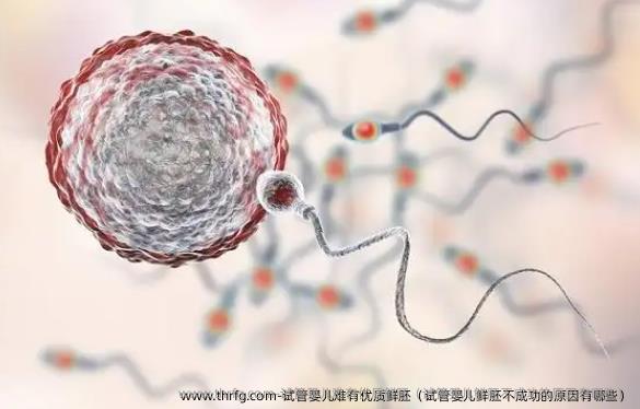 试管婴儿难有优质鲜胚（试管婴儿鲜胚不成功的原因有哪些）