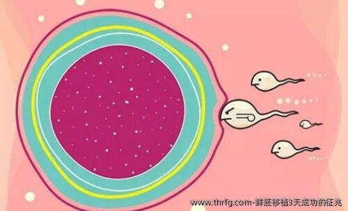 鲜胚移植3天成功的征兆