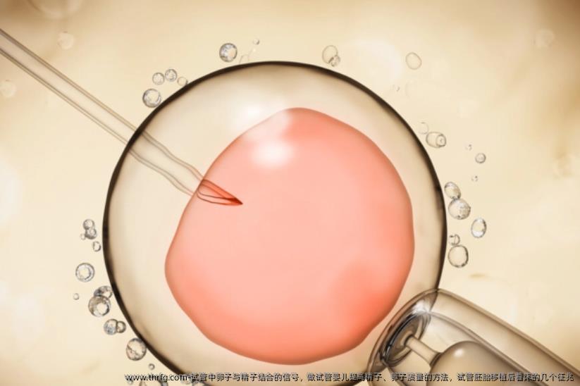 试管中卵子与精子结合的信号，做试管婴儿提高精子、卵子质量的方法，试管胚胎移植后着床的几个征兆