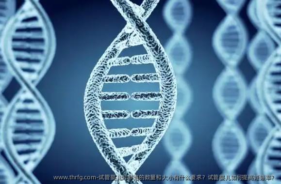 试管婴儿对卵泡的数量和大小有什么要求？试管婴儿如何提高妊娠率？