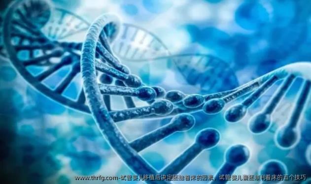 试管婴儿移植后决定胚胎着床的因素，试管婴儿囊胚顺利着床的五个技巧