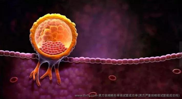 男方弱精畸形率高试管成功率(男方严重弱精做试管能成功吗)
