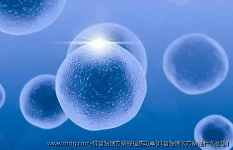 试管短期方案移植成功率(试管短期长方案是什么意思)