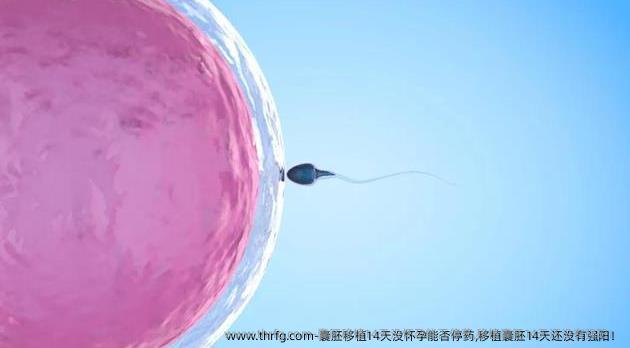 囊胚移植14天没怀孕能否停药,移植囊胚14天还没有强阳！