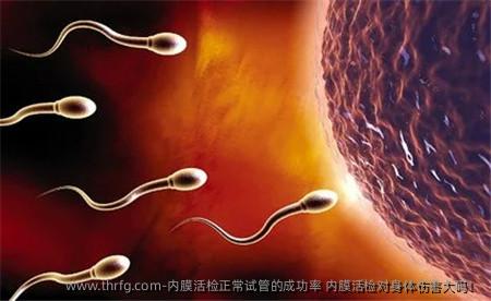 内膜活检正常试管的成功率 内膜活检对身体伤害大吗！