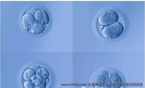 北京卵泡变小发育不良应该如何调理