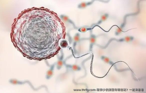 卵泡取出少的原因有哪些呢？一起来看看