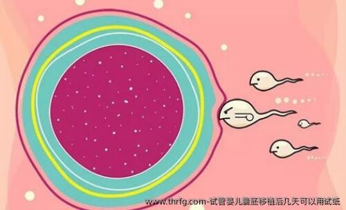 试管婴儿囊胚移植后几天可以用试纸