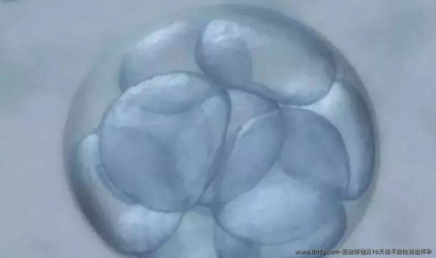 胚胎移植完16天能不能检测出怀孕