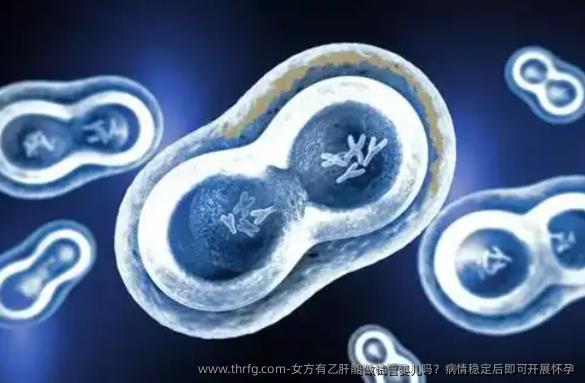 女方有乙肝能做试管婴儿吗？病情稳定后即可开展怀孕