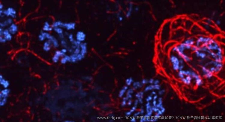 30岁幼稚子宫到底能不能试管？30岁幼稚子宫试管成功率多高