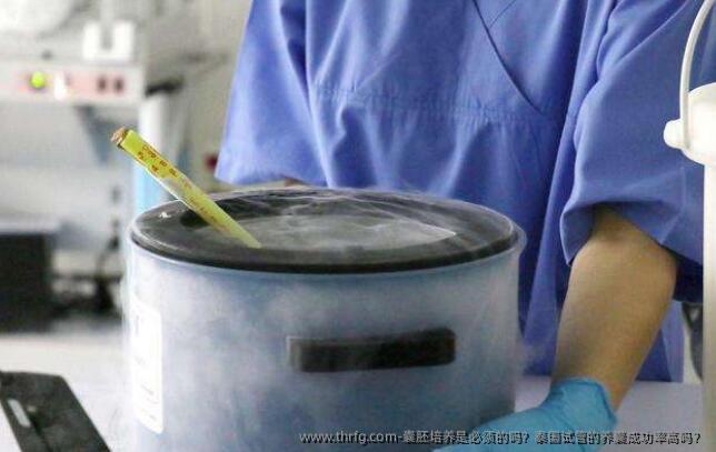 囊胚培养是必须的吗？泰国试管的养囊成功率高吗？