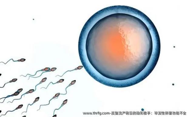 反复流产背后的隐形推手：早发性卵巢功能不全‌