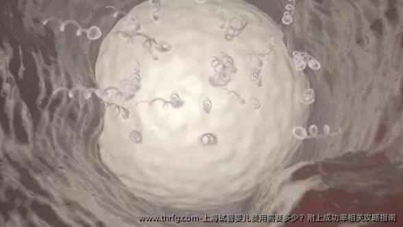 上海试管婴儿费用需要多少？附上成功率相关攻略指南