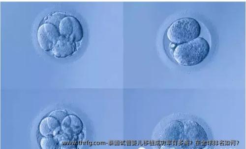 泰国试管婴儿移植成功率有多高？在全球排名如何？