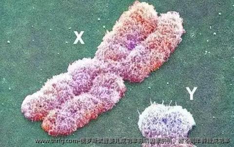 俄罗斯试管婴儿成功率影响因素剖析，附不同年龄段成功率